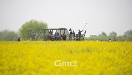 부여세도 방울토마토&유채꽃 축제 27일 개막
