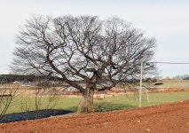 [나무, 천년의 세월을 담다 285] 감나무골 느티나무 이야기…태안군 소원면 시목리 느티나무