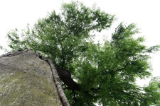 [나무, 천년의 세월을 담다 289] 왕배나무, 기억의 조각…홍성군 광천읍 소암리 느티나무