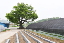 [나무, 천년의 세월을 담다 296] 나무 같은 삶…예산군 대술면 화천리 느티나무