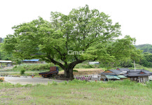 [나무, 천년의 세월을 담다 297] 뿌리에 대하여…예산군 신양면 차동리 느티나무