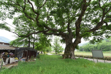 [나무, 천년의 세월을 담다 298] 느티나무 버스정류장…예산군 신양면 하천리 느티나무 