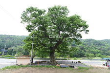 [나무, 천년의 세월을 담다 299] 커다란 그늘을 드리운 느티나무가 된 지팡이…청양군 대치면 대치리 느티나무