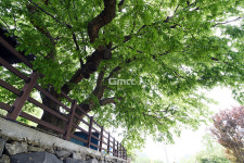 [나무, 천년의 세월을 담다 301] 피어나다…청양군 대치면 이화리 642 느티나무
