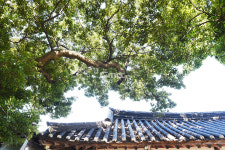 [나무, 천년의 세월을 담다 309] 나무, 역사를 품다…논산시 강경읍 동흥리 47 팽나무