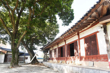 [나무, 천년의 세월을 담다 309] 나무, 역사를 품다…논산시 강경읍 동흥리 47 팽나무