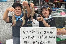 해수면 온도 상승에 홍성 남당항서 20cm 특대하 출현