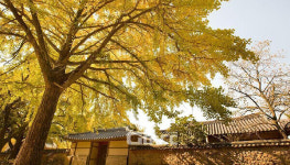 보령 청라 은행마을 축제 11월 2일 개막