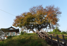 [나무, 천년의 세월을 담다 312] 왕재나무, 이야기를 품다…논산시 성동면 원봉리 느티나무