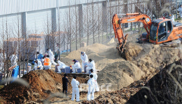서산 육용오리 농장서 고병원성 AI 의사환축