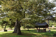 [나무, 천년의 세월을 담다 320] 정려를 지키는 세 그루의 나무…공주시 사곡면 호계리 느티나무 3본