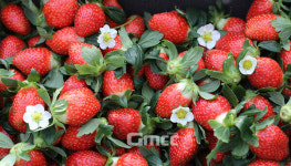 당진 청년 농업인이 생산한 명품 딸기 출하