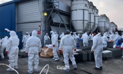 세종시 연동면 농장서 AI 발생... 23만여 마리 살처분