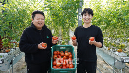 당진 청년 창업농 임대형 스마트팜 토마토 수확