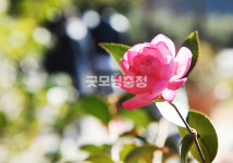 [포토뉴스] 긴 설 연휴…봄 향기 나는 천리포 수목원으로