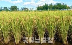 충주 대표 쌀 중원진미 개발…신품종 출원 등록