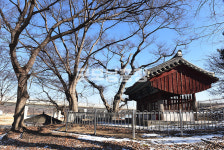 [나무, 천년의 세월을 담다 323] 나무를 심는다는 것의 의미…천안시 풍세면 가송리 느티나무 4본
