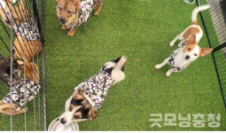 반려동물 보호·관리 앞서 나가는 논산시