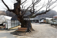 [나무, 천년의 세월을 담다 327] 간절함이 깃든 밤갓 느티나무…공주시 이인면 오룡리 느티나무