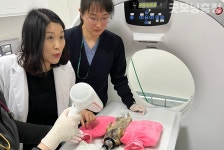 [전문의가 전하는 펫의 세계]반려동물도 CT·MRI를 찍어요?