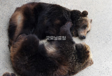 [이번 주말 여기 어때] 곰도 보고 수목도 즐기는 세종 베어트리파크
