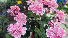 [포토뉴스] 국립 세종수목원에서 봄의 전령 제라늄 만나봐요