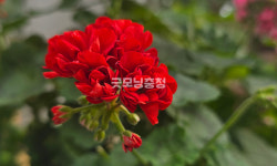 [포토뉴스] 국립 세종수목원에서 봄의 전령 제라늄 만나봐요