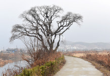 [나무, 천년의 세월을 담다 336] 고즈넉이…아산시 기산동 버드나무