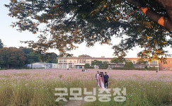 충남교육청, 코스모스 명소 홍성 옛 대평초 매각 추진