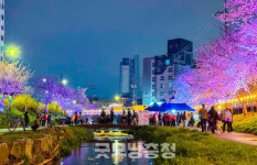 [천안 독립서점 기행] ⑦ 원성천 벚꽃길 품은 보부아르