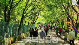 보령 2025 옥마산 봄꽃축제 12일 개최