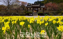 [포토뉴스] 봄이 왔네요…꽃향기 가득한 예산 추사고택