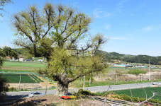 [나무, 천년의 세월을 담다 340] 새순처럼, 희망처럼…서산시 팔봉면 양길리 느티나무