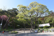 [나무, 천년의 세월을 담다 343] 숨 고르기…서산시 읍내동 느티나무 6본 
