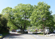 [나무, 천년의 세월을 담다 344] 첫말…논산시 벌곡면 수락리 느티나무