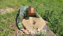 충남 홍성 성삼문 오동나무 행정 불찰로 벌목