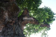 [나무, 천년의 세월을 담다 346] 다시, 푸르게…논산시 부적면 충곡리 느티나무