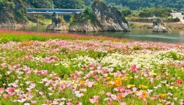 사진 명소 단양 도담정원, 4만㎡에 봄꽃 새 단장