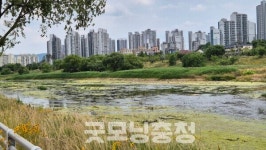 대전 유등천에 퍼진 초록띠… 녹조? 시민들 불안