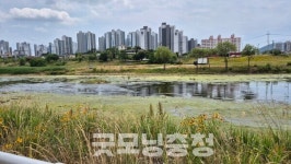 [속보] 대전 유등천에 녹조 의심 띠… 생태 모니터링 공백 드러나