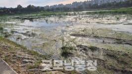 [속보] 홍수터 외면한 결과… 대전 하천 침수·건천화 인재 논란
