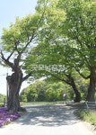 [나무, 천년의 세월을 담다 349] 오래된 오늘… 금산군 남이면 매곡리 느티나무 4본