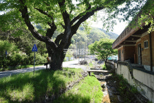 [나무, 천년의 세월을 담다 351] 만악리 느티나무를 바라보며, 아들에게… 금산군 진산면 만악리 800-1 느티나무