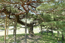 [나무, 천년의 세월을 담다 353] 뒤틀린 시간의 형상…부여군 임천면 군사리 소나무