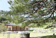 [나무, 천년의 세월을 담다 353] 뒤틀린 시간의 형상…부여군 임천면 군사리 소나무