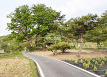 [나무, 천년의 세월을 담다 356] 인생 역설…계룡시 엄사면 유동리 느티나무