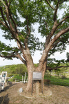 [나무, 천년의 세월을 담다 356] 인생 역설…계룡시 엄사면 유동리 느티나무