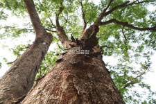 [나무, 천년의 세월을 담다 356] 인생 역설…계룡시 엄사면 유동리 느티나무