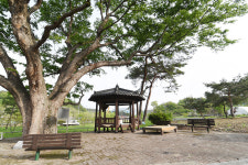 [나무, 천년의 세월을 담다 356] 인생 역설…계룡시 엄사면 유동리 느티나무