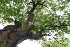 [나무, 천년의 세월을 담다 359] 오래도록 그 자리를 지킨다는 건…당진시 면천면 자개리 느티나무